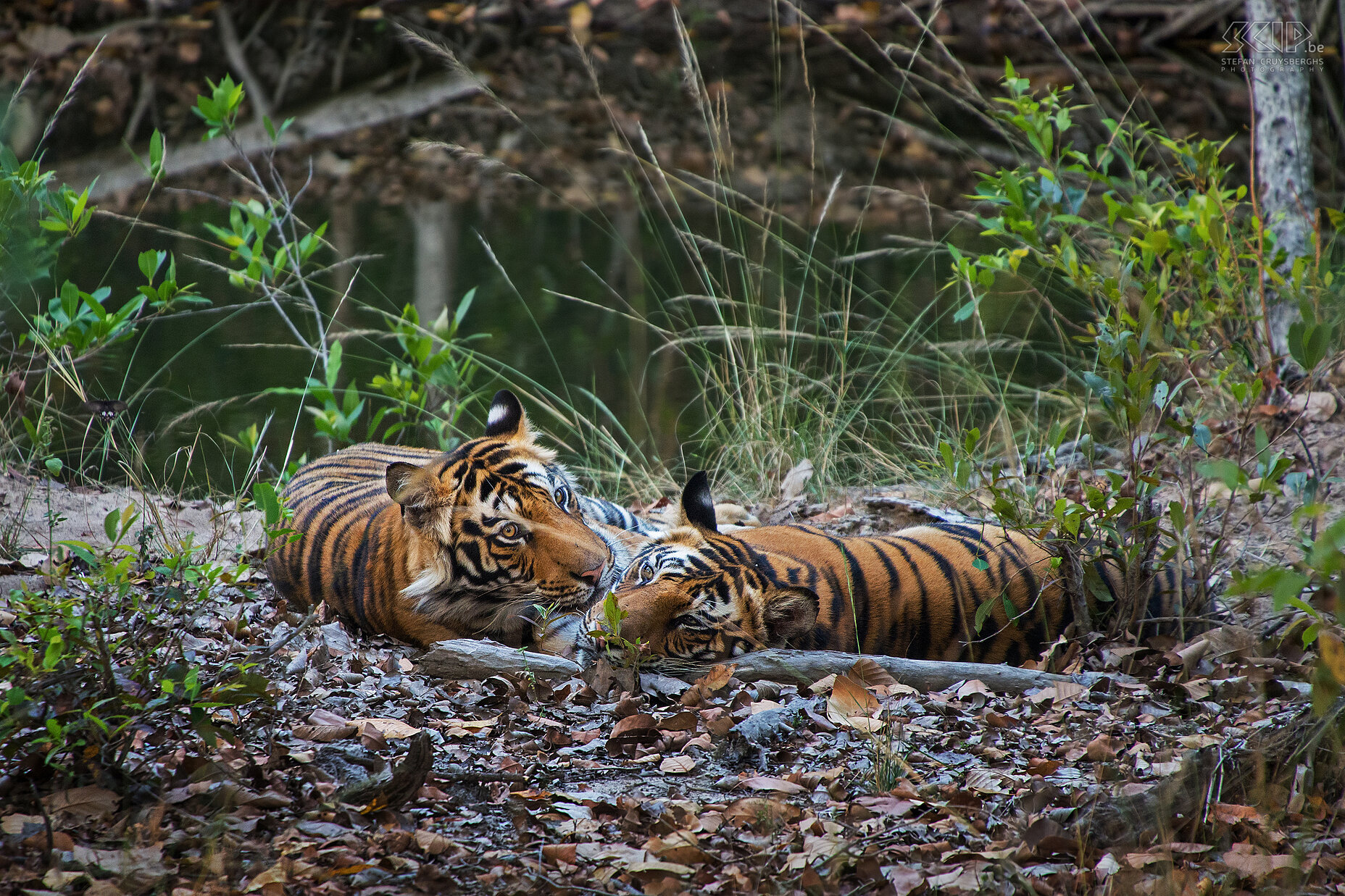 Bandhavgarh - Tigers Bandhavgarh is one of the best tiger reserves of the world. The first day in Bandhavgarh we had a blink sighting of a tiger and this was a magical moment. The second day in the early morning we spotted two male tigers near a small waterhole. These 2 brothers are the 2 year old cubs of the Banbehi tigress. It was amazing and exciting to see these majestic animals in the wild. It is estimated that there are only around 1850 animals of the Bengal tiger in the wild. Stefan Cruysberghs